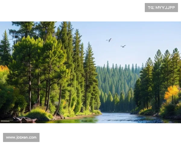 探秘永歌森林揭秘自然奇观与生态奥秘之旅