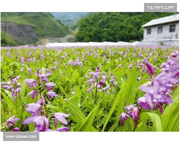 高地红石榴种植技巧与养护要点全面解析 高地红石榴种植技巧与养护要点全面解析